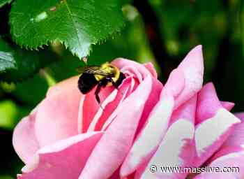 A rose is more than just a rose at Forest Park in Springfield - MassLive.com