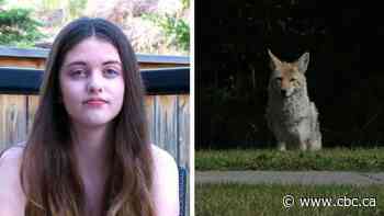 3 more hurt in coyote attacks in northwest Calgary, days after aggressive coyote killed nearby