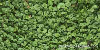 Dicondra, per un bel prato anche all'ombra - Cose di Casa - Cose di Casa