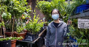 How a Toronto convenience store transformed into a plant oasis with a secret zen garden - blogTO
