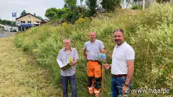 Wildeck: Gemeinde will Grünflächen insektenfreundlich pflegen - HNA.de