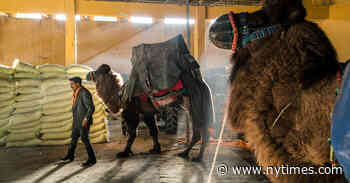Inside a Turkish Camel-Wrestling Festival