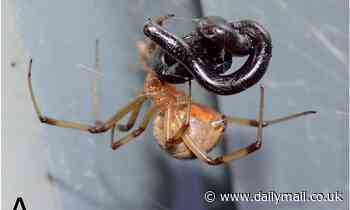 Spiders are eating snakes all over the planet, shocking study says 