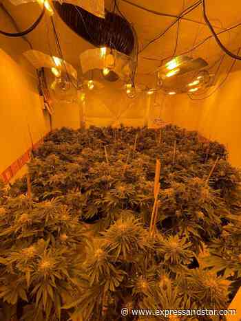 200 cannabis plants found in Dudley - expressandstar.com