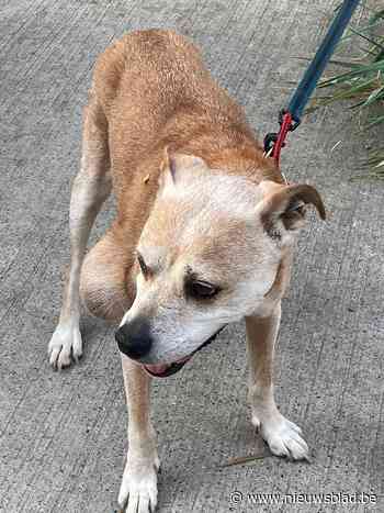 Politie vangt achtergelaten zieke hond op