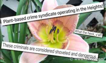 'Plantjackers' are terrorizing the Houston Heights. We must bring them to leafy justice.