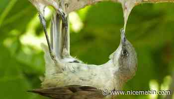 La chasse à la glu désormais illégale en France, pourquoi cette pratique pose-t-elle problème?