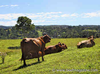 Grinding through fed cattle supplies