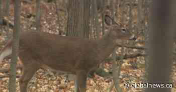 Hefty fine for Saskatchewan man who killed 12 deer damaging property