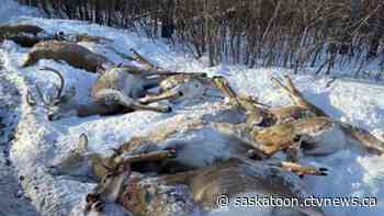 Sask. man fined $15,000 for killing 12 deer because they were damaging trees and shrubs