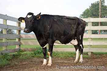 Johne's Disease: Scientists serve up cattle vaccine cocktail