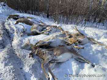 Sask. man fined $15K for illegal hunting after killing 12 deer