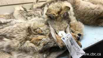 'Taxpayers will be on the hook': Fur traders' group says Canada Goose decision won't stop culling
