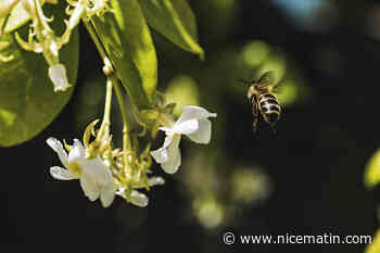 Bientôt de nouvelles mesures contre le déclin des abeilles dans l'Union européenne?