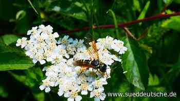 Botanische Exkursion - Süddeutsche Zeitung