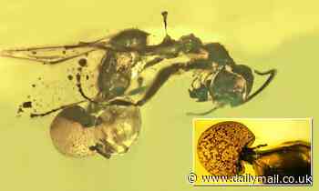 Parasitic fungus growing out the rectum of a 50-million-year-old fossilized ant is discovered