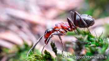 Why dry weather may be making ants a more common sight around Saskatoon this summer