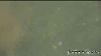Sodus group says keep an eye out for potential harmful algae blooms