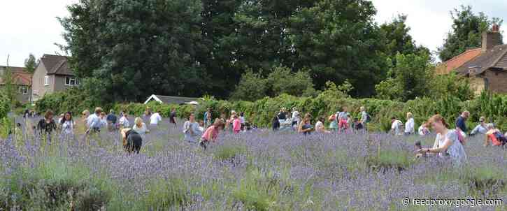 Tickets Alert: Pick your own Lavender weekend