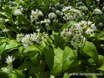 Aglio orsino, un'erba spontanea sempre più amata in cucina - http://www.larassegna.it