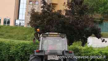 Erba alta lungo le strade Via alle manutenzioni - La Provincia Pavese