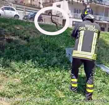Incuria e degrado, spunta fuori un serpente dall'erba e in pieno centro... - Tuscia Web