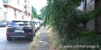 Sporcizia ed erba incolta: viaggio nel degrado urbano - Cremonaoggi