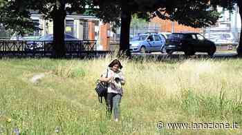 Spalti-giungla? Erba troppo alta nei giardini delle Mura - LA NAZIONE