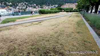 Como, l'erba della passeggiata a lago rinsecchita. Il Comune: "Hanno rubato gli irrigatori" - QuiComo