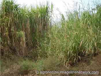 Erba elefantina: interesse negli Usa, e in Europa? - AgroNotizie - Bioenergie - Agronotizie