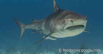 3,000-year-old skeleton missing a hand and a leg is world's oldest shark attack victim     - CNET