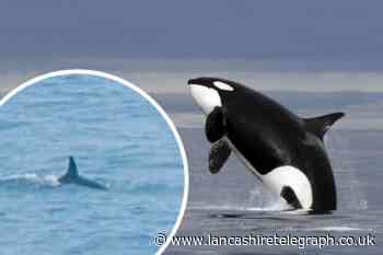 'Killer whales' spotted off coast of Brighton