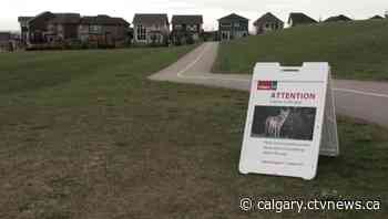 Another problem coyote to be destroyed in northwest Calgary - CTV Toronto