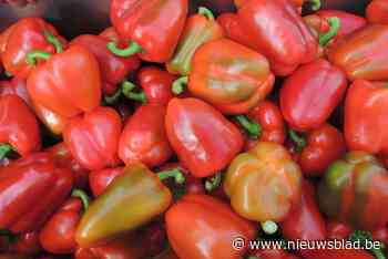 Brochure moet seizoenarbeiders helpen integreren