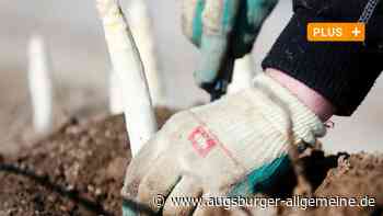 Guter Absatz und einzelne Corona-Fälle: So lief die Spargelsaison - Augsburger Allgemeine