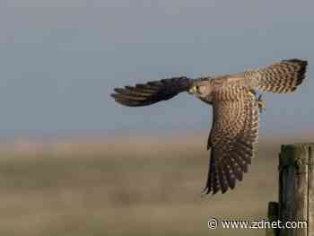 IBM Kestrel threat hunting language granted to Open Cybersecurity Alliance