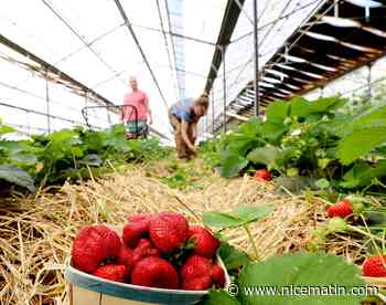 "Toutes les plantes odorantes permettent de lutter contre les ravageurs classiques"
