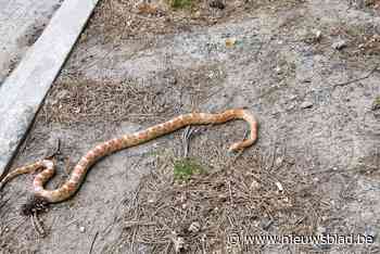 Zoekactie naar ontsnapte korenslang levert niets op<BR />
