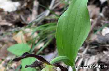 Orchideen blühen im Naturschutzgebiet Langenfeld-Haigergrund - Hardheim - Nachrichten und Informationen - Fränkische Nachrichten