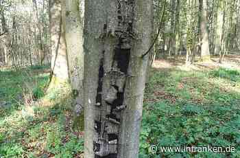 Bamberg: Rußrindenkrankheit im Vormarsch - Ausbruch bei sechs fränkischen Forstämtern