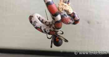 Scientists discover spiders are eating snakes all over the world     - CNET