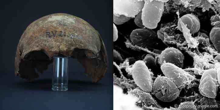 5,000-year-old bacteria is the oldest strain of plague ever seen. Scientists found it in the ancient bones of a Stone Age man.