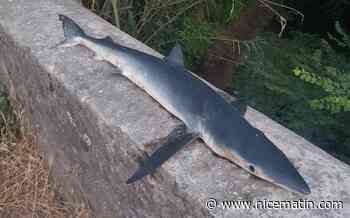 Un requin mort découvert en eau douce dans un canal de Puget-sur-Argens