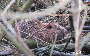 Bever gevangen in de buurt van Appingedam en overgeplaatst naar het Ruiten Aa gebied bij Sellingen. Daar kan het dier geen schade aan dijken aanrichten - Dagblad van het Noorden