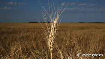 Extreme heat wallops wheat and canola crops, pushing prices to record highs