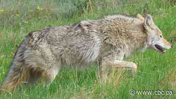 Second coyote put down after attacks on people in northwest Calgary