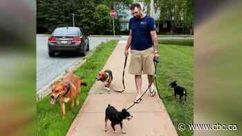 After finding 2 dogs at crash, N.S. man cared for them while owners were in hospital