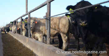Beef Feedlot Short Course returns in August