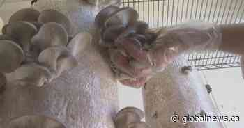 Alberta entrepreneur upcycles brewery waste twice