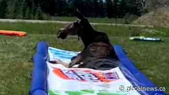 Moose takes over Alberta family’s backyard waterslide